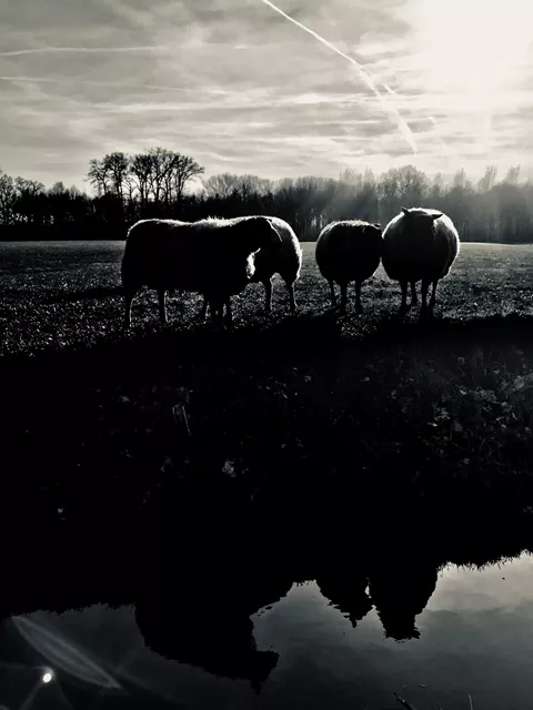 Sheep 6